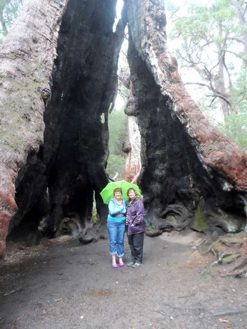 Helen and I - Giant Trees, Walpole, Western Australia - Cycling Across Australia