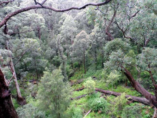 View from the Treetop Walk, Walpole, Western Australia - Cycling Across Australia