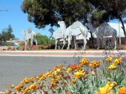  Iconic camels in Norseman,Beginning of the Nullarbor Cycling Across Australia