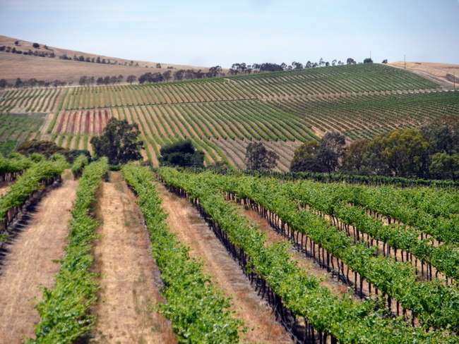 Vineyards, South Australia - Cycling Across Australia