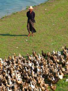 Myanmar photos - Herding ducks