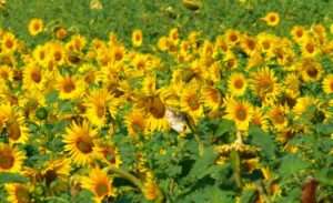 Sunflower fields, Moldavia, Romania
