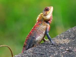 Sri Lankan lizard