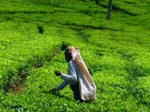 Sril Lanka tea picking
