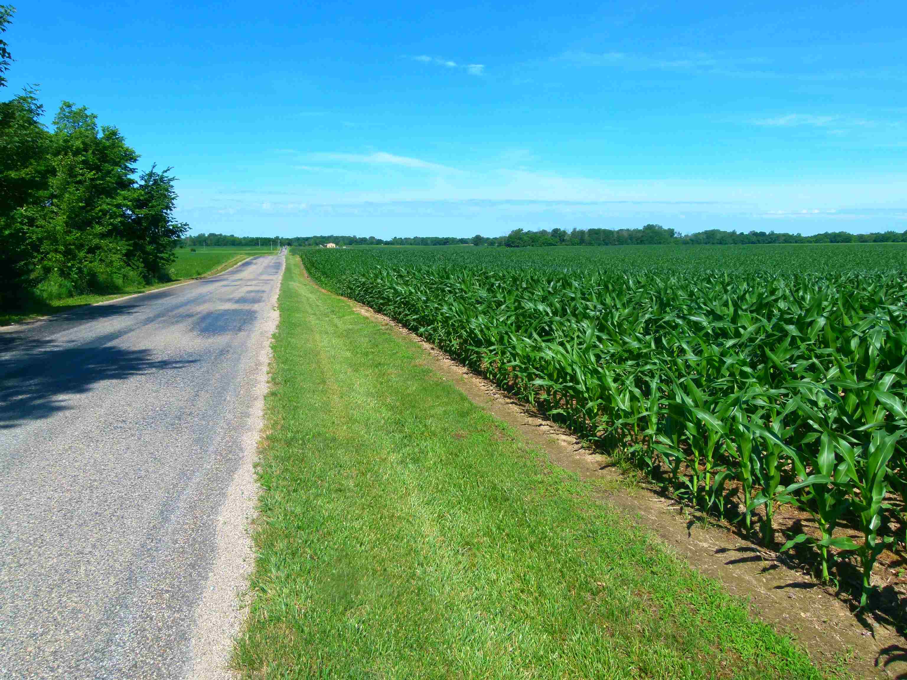 Indiana corn fields