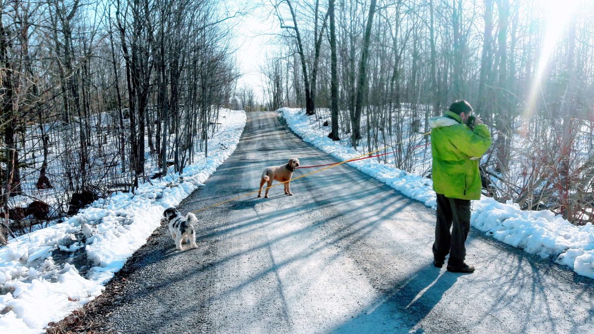 Man walking two dogs on road surrounded by snow