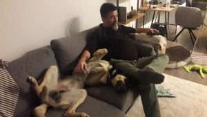 Man house and pet sitting, patting a german shepherd on the couch