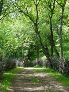 Walnut grove Arslanbob