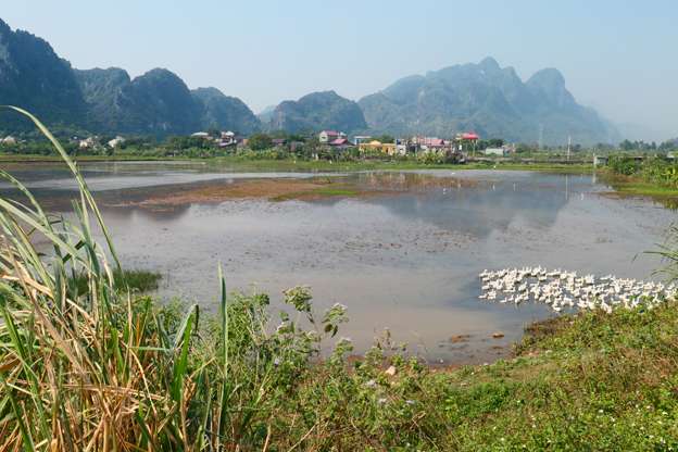 Flooded fields - Ninh Binh