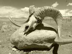 Marco Polo Sheep Skull Karakol Tajikistan