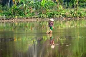 A woman scouring the empty paddy for shellfish.