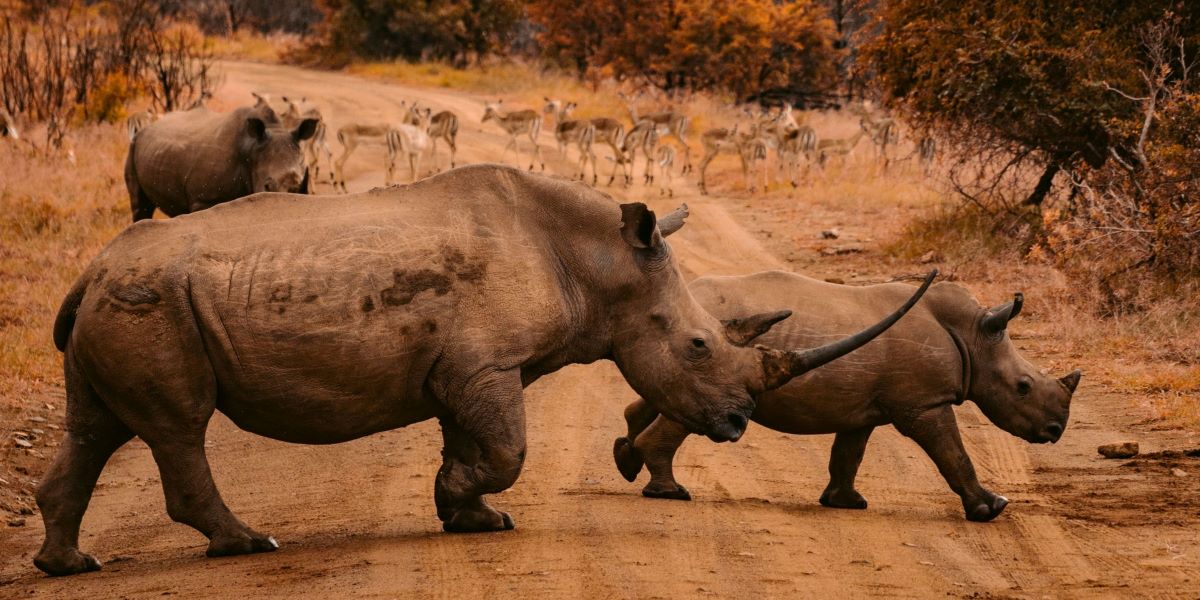 Rhinos in South Africa