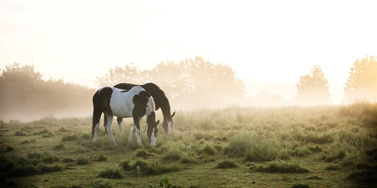 Horses in New Forest Hampshire UK